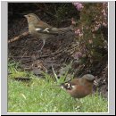 Fringilla coelebs - Buchfink 01.jpg